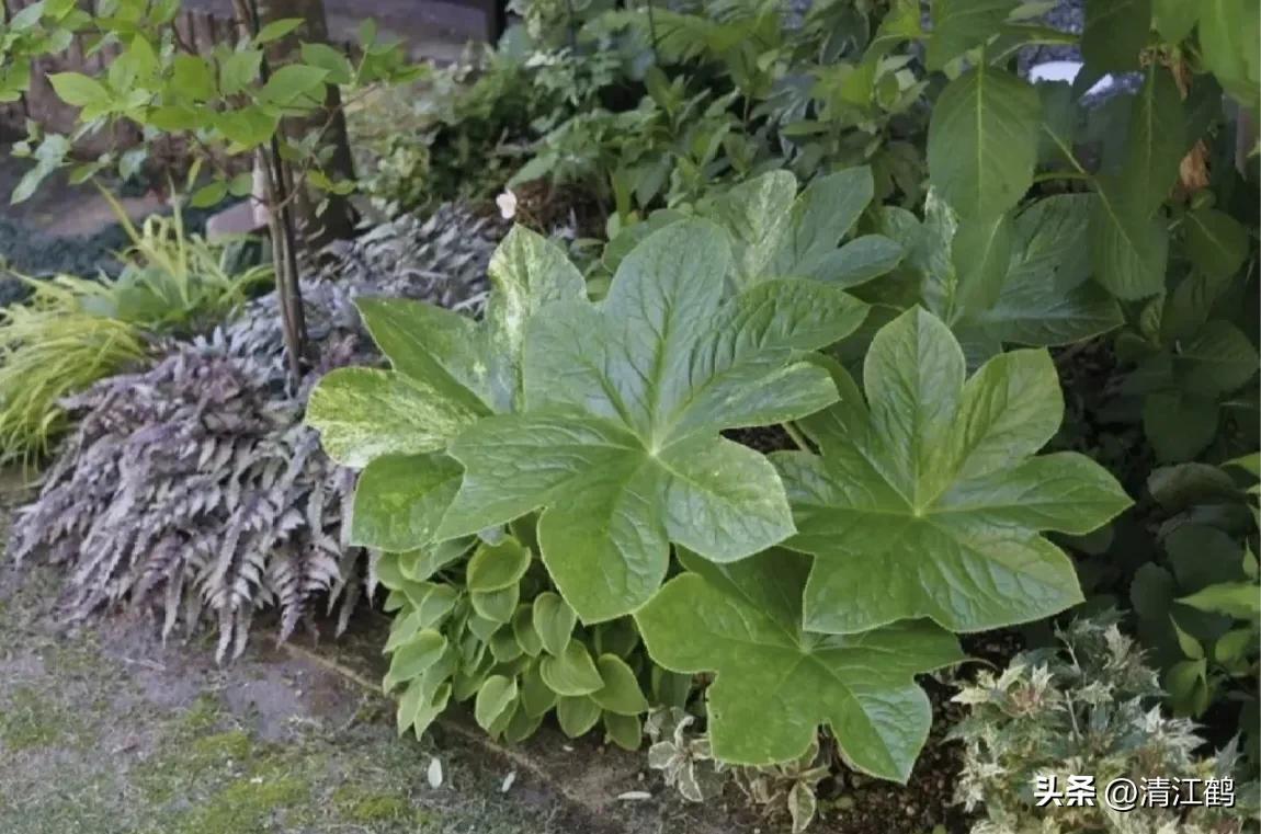 人称“江边一碗水”，荒野3月开紫花，细读栽培“5措施”秒懂种植