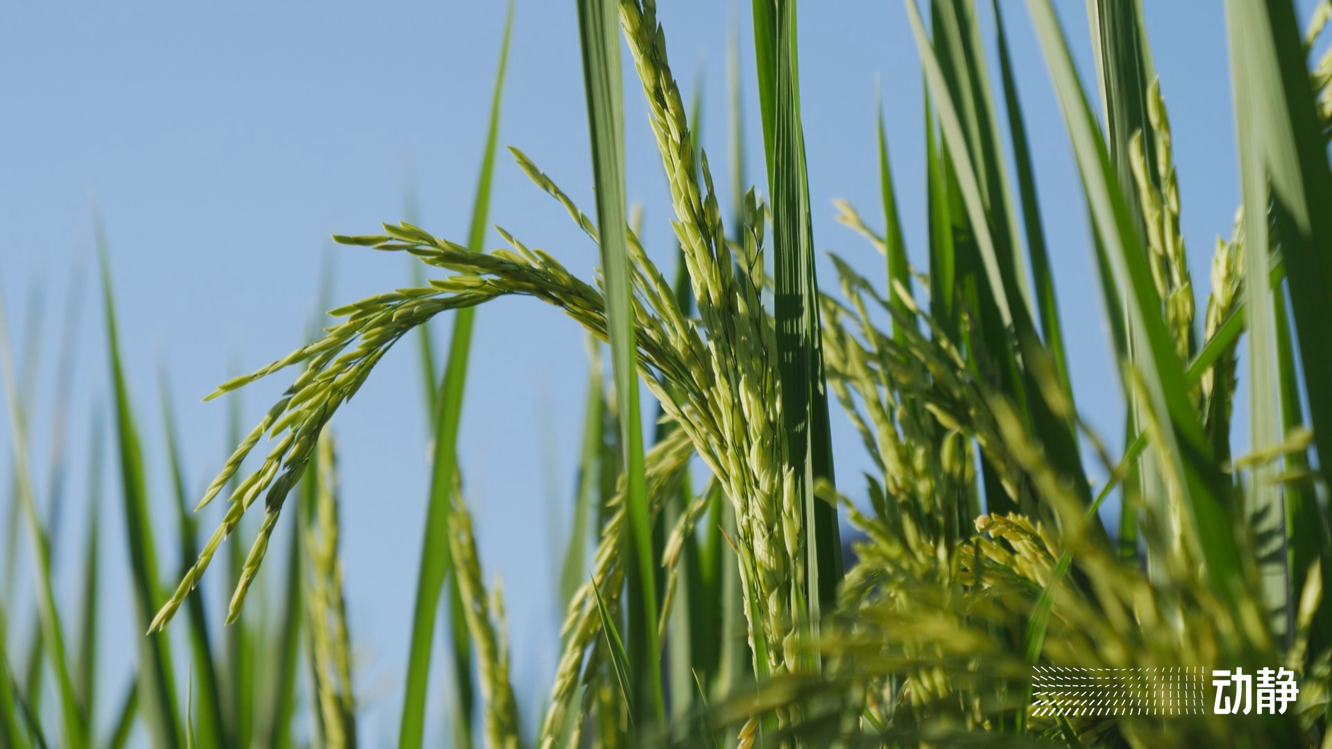 万峰林长视频,万峰林实时画面