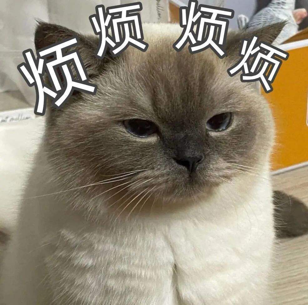 怎样训练猫咪知道自己的名字,想要给猫咪训练该怎么喂食物