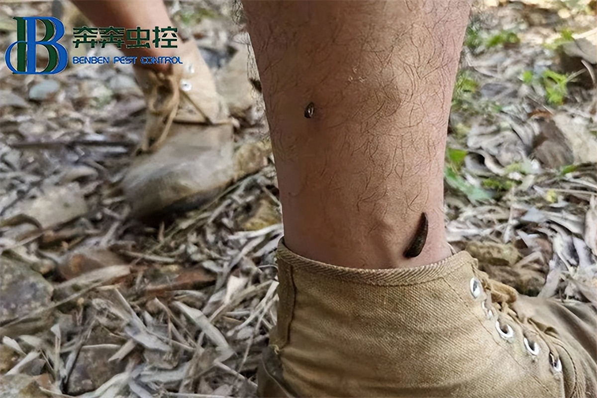 农药防治蚂蟥,养蚂蟥怎样预防病害