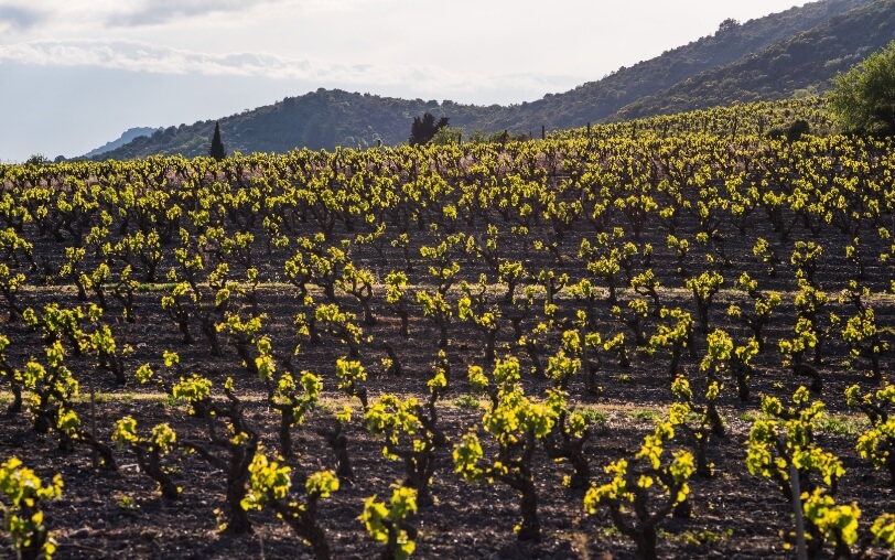 菲图葡萄酒怎么样,菲图精选干红葡萄酒