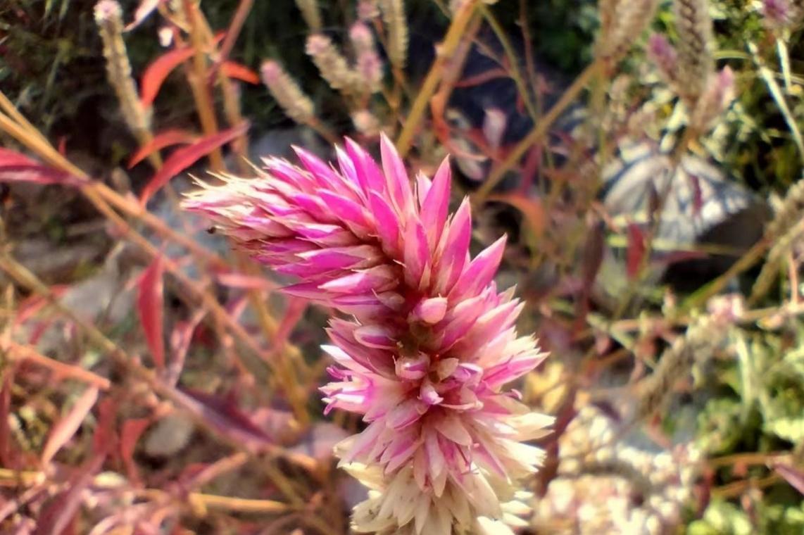 摩托罗拉g71s和g71区别评测,摩托罗拉g71黑科技