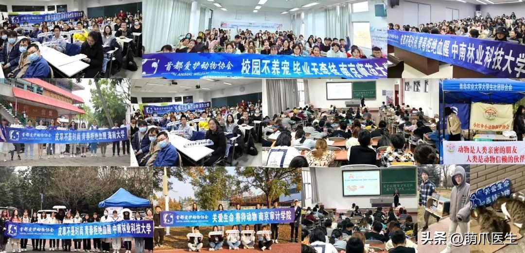 有的猫身体很软有的猫就硬,有的猫就是天生的坏种