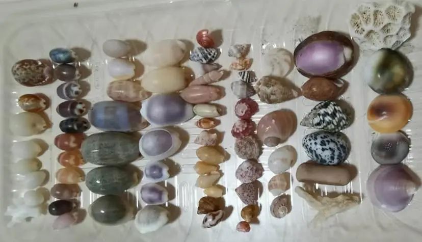 海南海鲜贝类有哪些,海南海鲜贝类