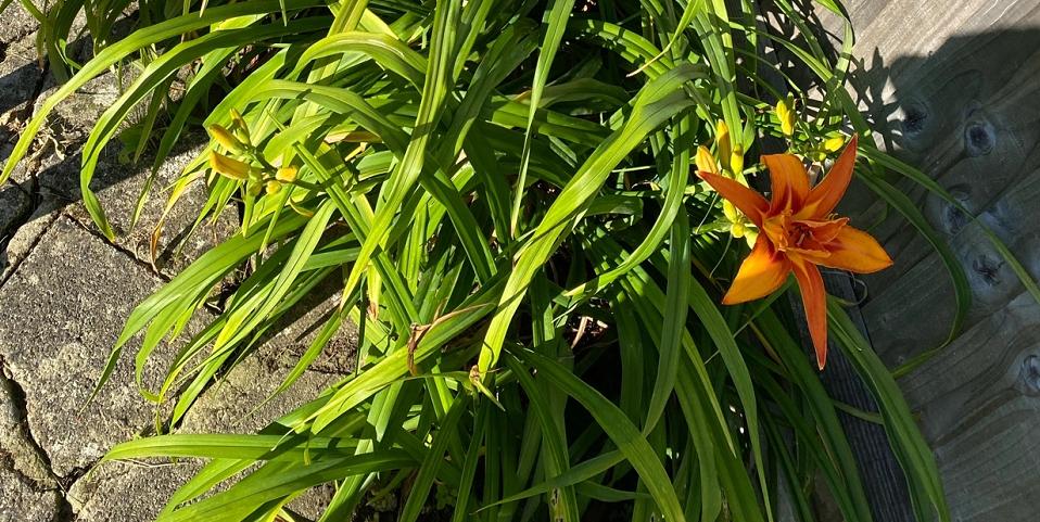 和康乃馨相似的花有哪些,康乃馨花期长又好养的花