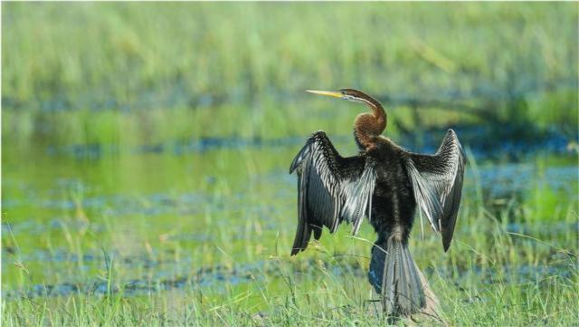 云南惊现罕见的“神仙鸟”，相传百年才出现一次，这有什么征兆？