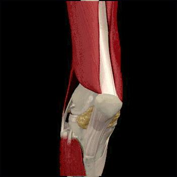 孩子说膝盖疼又没受伤怎么回事,小孩没有摔倒过但是膝盖疼