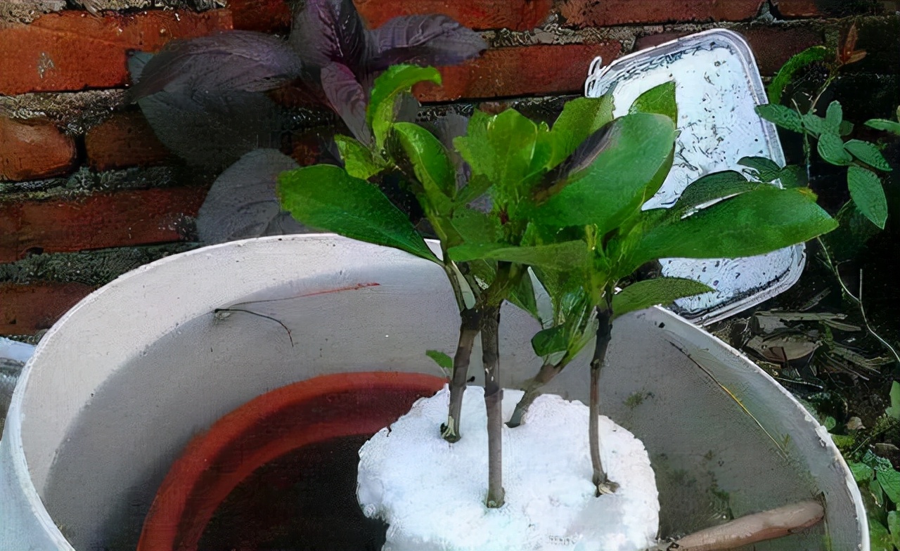 教你扦插大法扦插什么植物都能活,扦插小技巧栽培小妙招