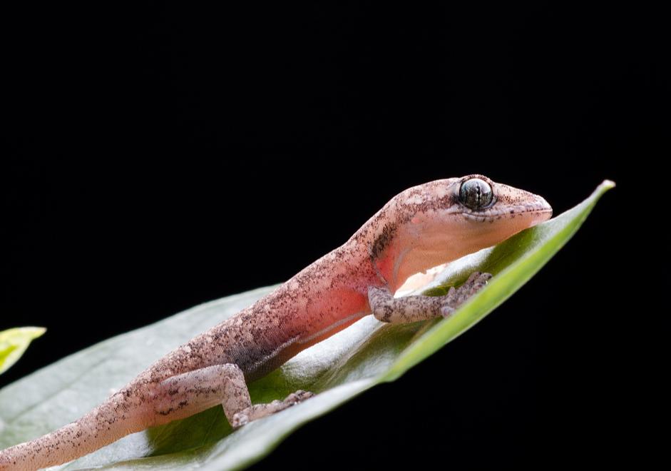 奇特的动物壁虎,壁虎奇妙的本领