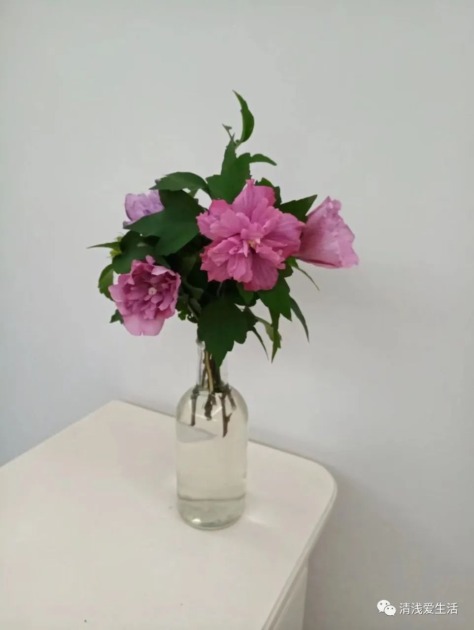 耐高温耐寒的一年四季开花的花卉,耐高温开花多的花卉