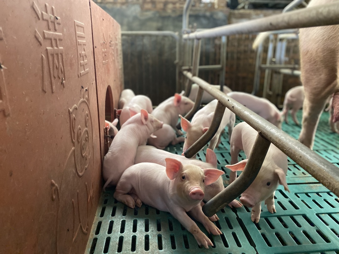 “养殖能手”汤安友：用勤劳的双手编织幸福人生