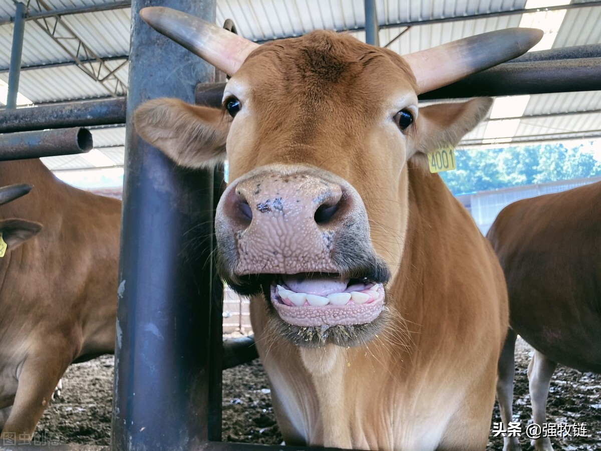 买牛的正确方法和技巧,买牛的套路和方法