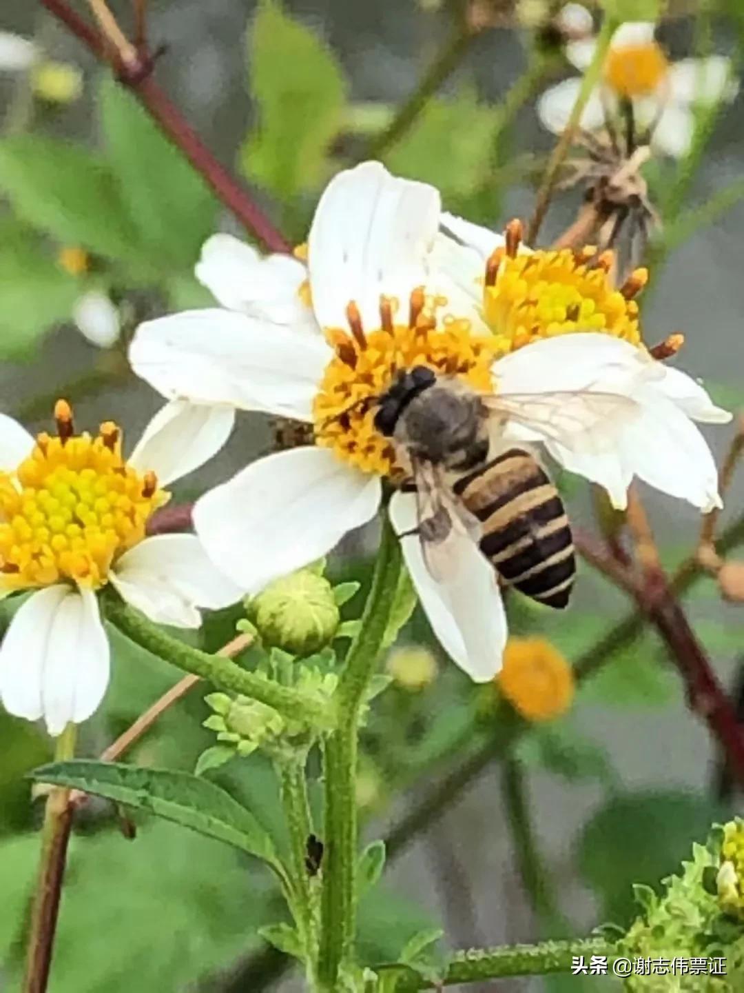 海南风光美（035）蜜蜂采蜜为谁忙？
