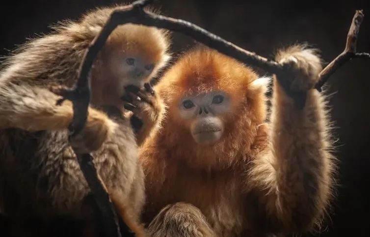 沈阳森林动物园饿死老虎,锦州到沈阳森林动物园