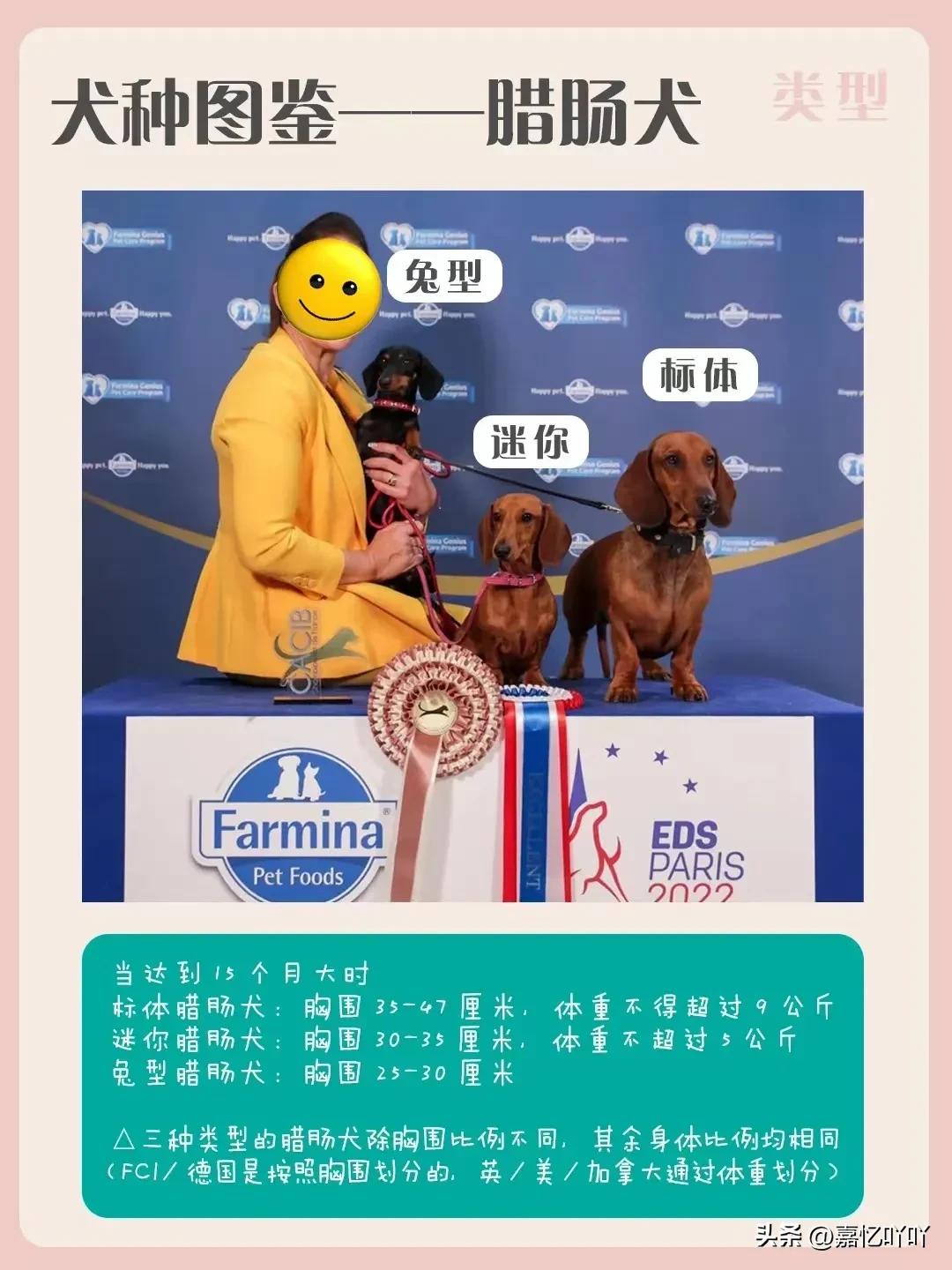 腊肠犬相似的狗有哪些,腊肠犬的图片