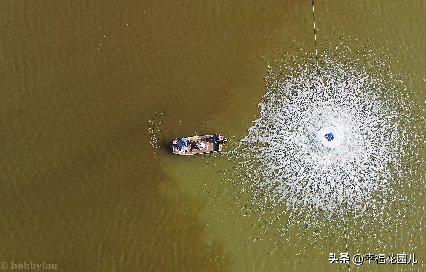 美味河豚有多金贵？养殖就有多娇贵！十里海河豚小镇探秘美食之源