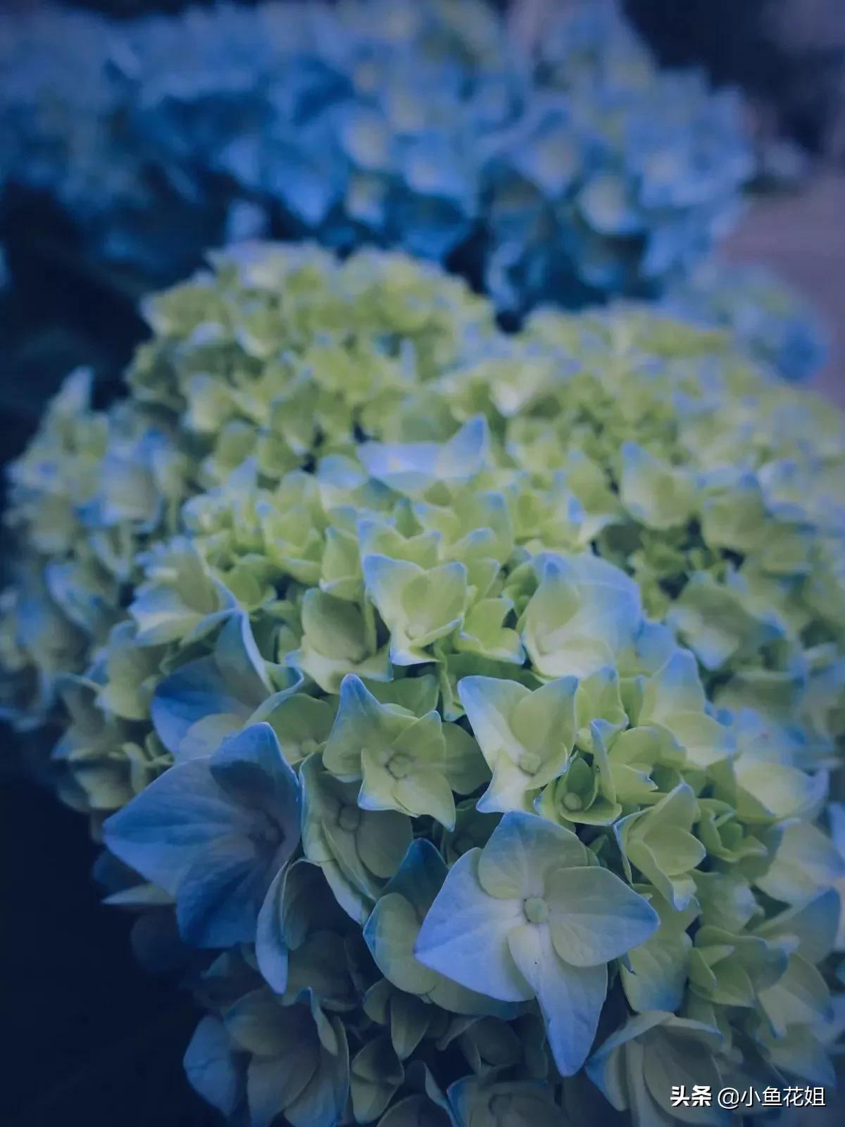 可以送给妈妈的花,可以送给母亲节的花