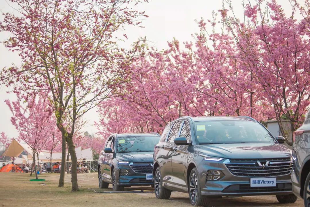 成都周边赏花烧烤一日游推荐免费,成都赏樱花露营