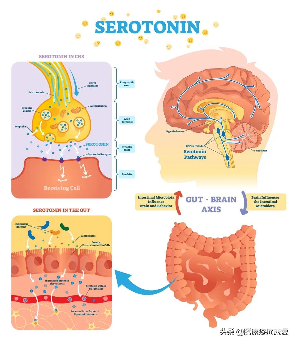人的情绪为什么会影响肠胃功能,情绪产生的神经生理机制