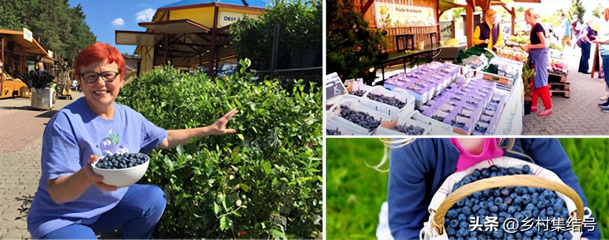 寰峰浗鑺︾瑡鍐滃満,鍏嬭幈鏂墭鑺︾瑡浣撻獙