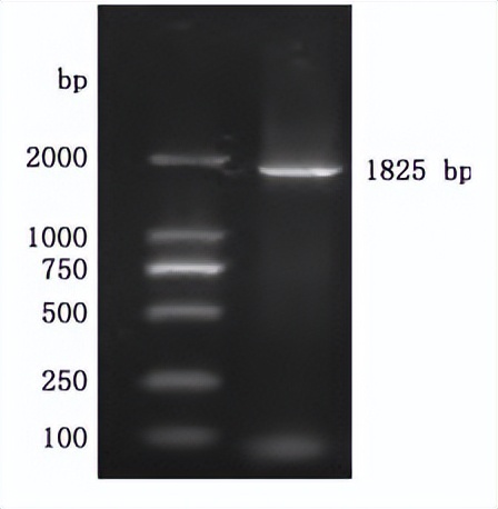 嵌合犬瘟热病毒Ｈ基因的重组狂犬病病毒的构建及免疫原性研究