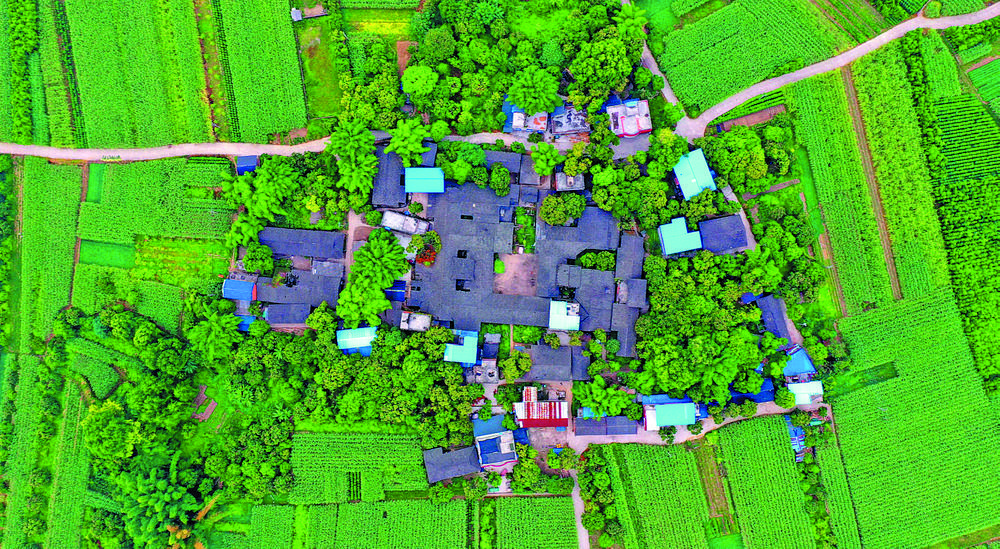 江津石蟆中坝岛一条长江鲟的跌宕人生