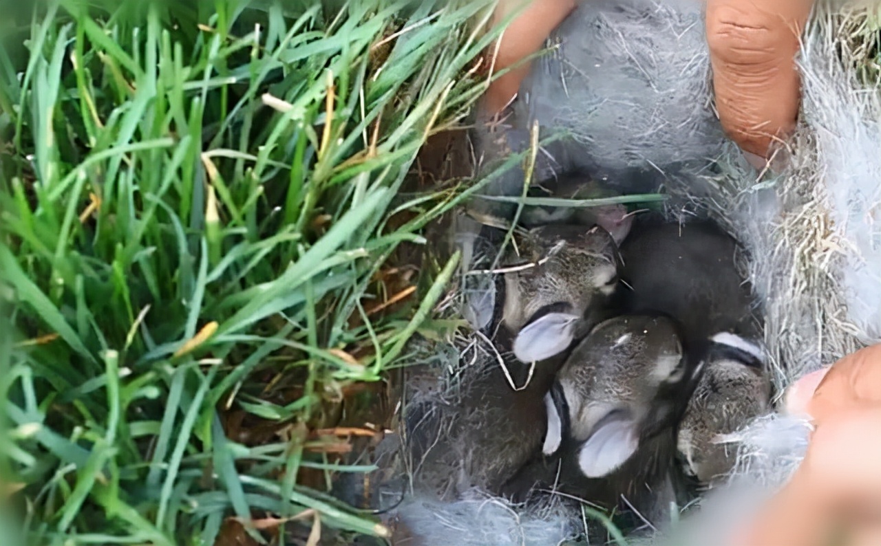 抓野兔被抓怎么处罚,男子抓野猪被民警抓