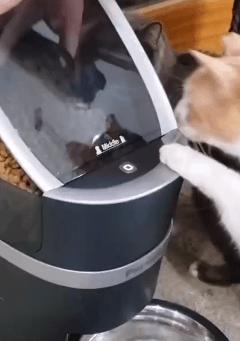 20多斤巨型橘猫,20斤的流浪橘猫