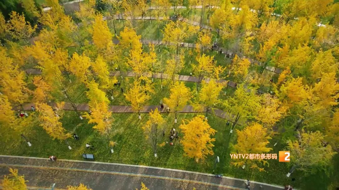 秋天的云南哪里漂亮又美丽,有一种美叫云南的秋天美景