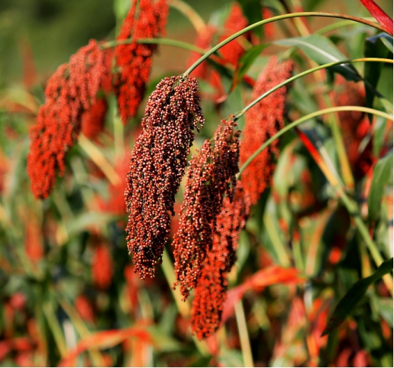 洋河酒梦之蓝3鉴别真伪2020年,洋河酒梦之蓝海之蓝天之蓝哪个好