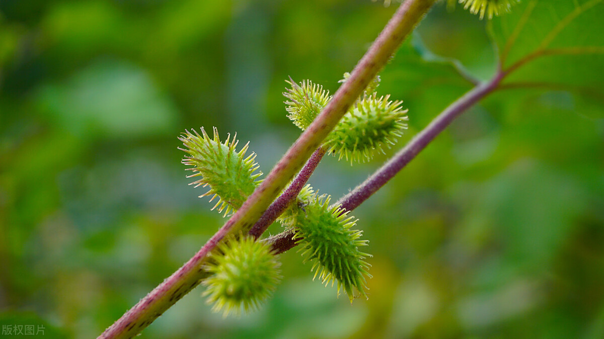 腺样体肥大可以吃炖鸡蛋吗,腺样体的克星中药