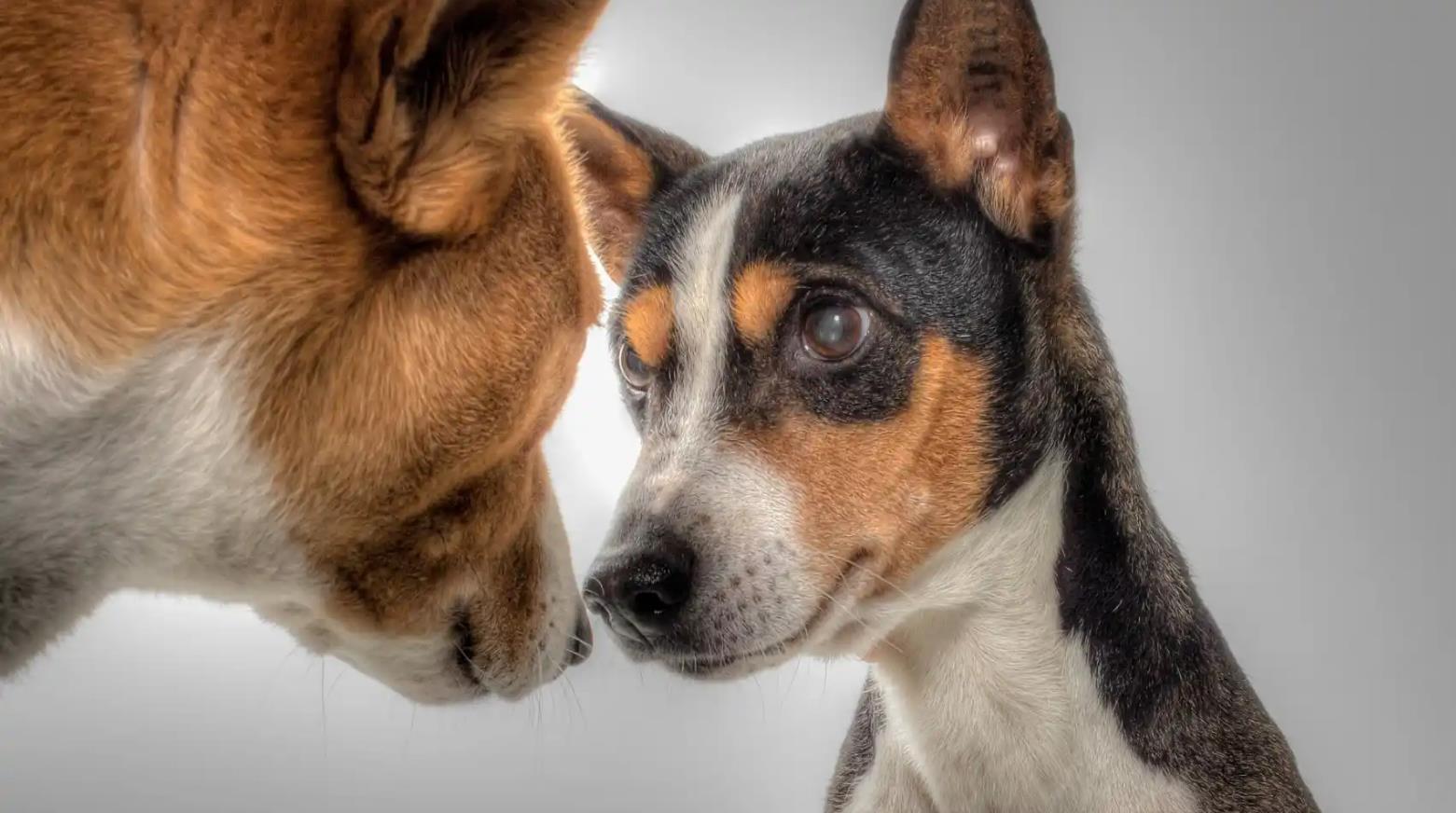 安静不吵闹的6种狗适合在小区养,喜欢安静养什么狗