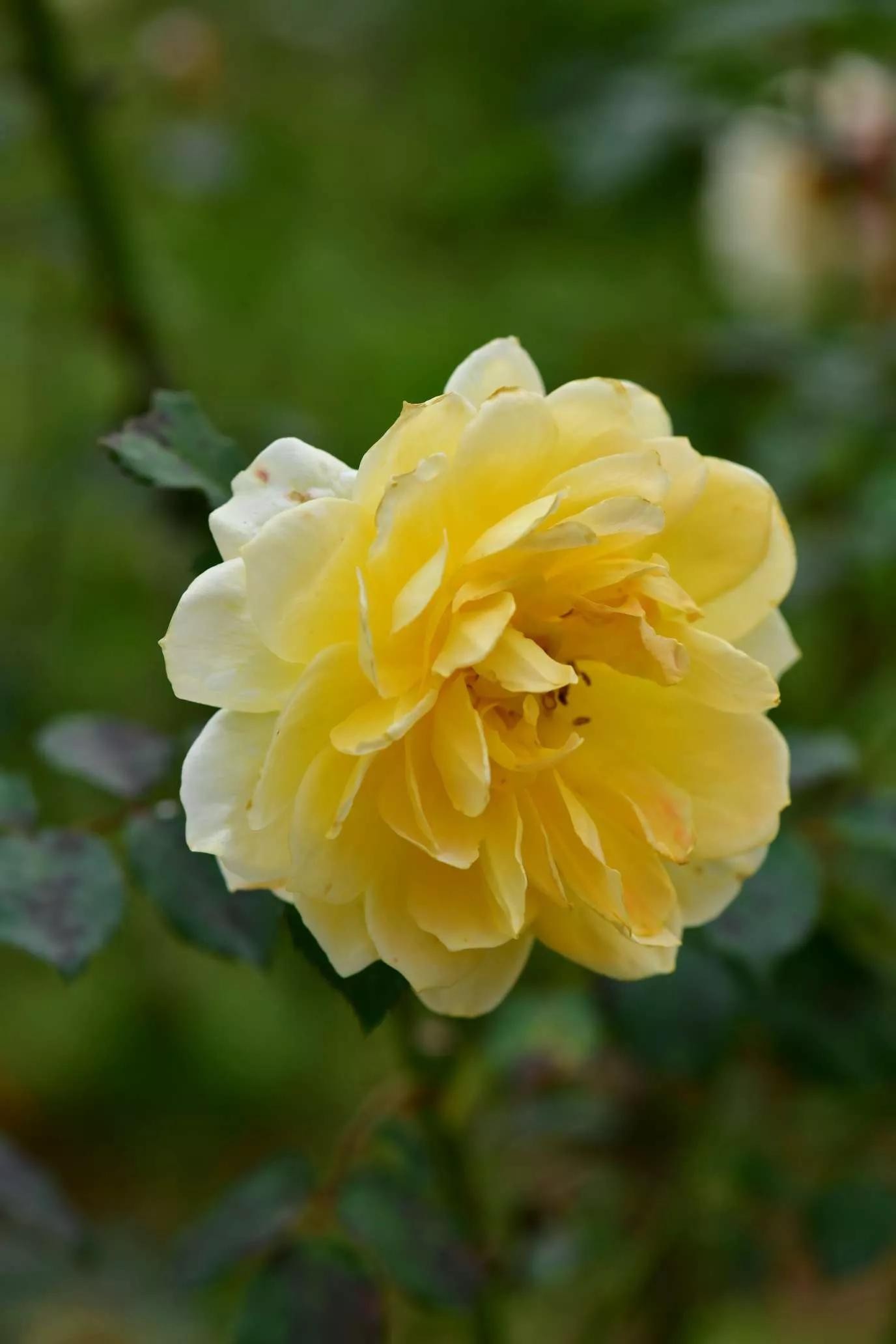 所有花的名称大全,认识各种花的寓意