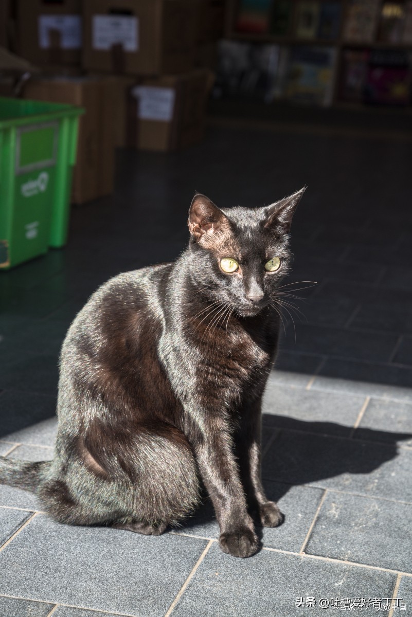 正宗的中华田园猫玄猫,田园猫有玄猫粉爪吗