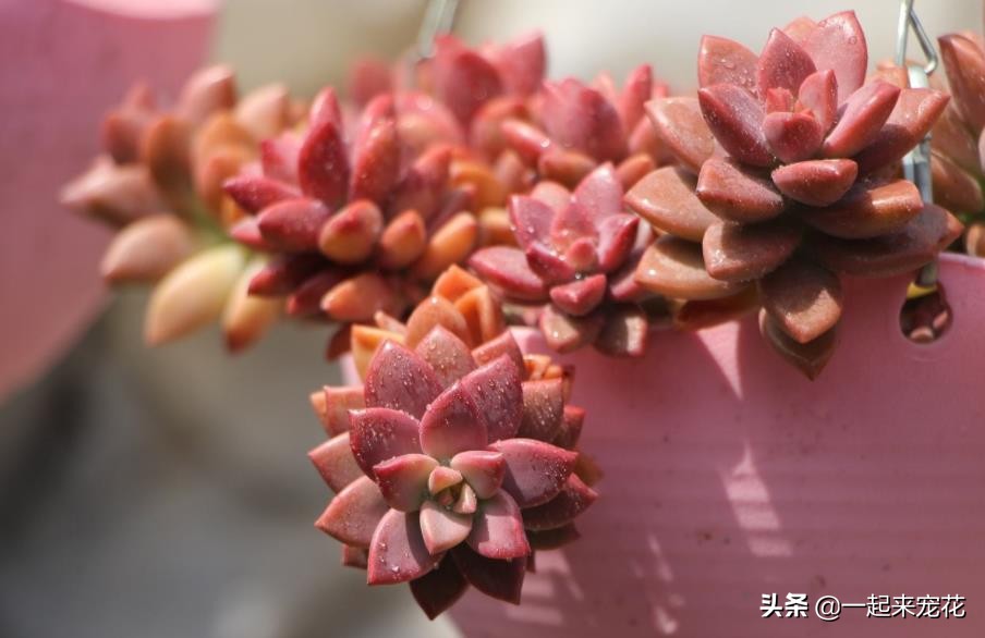 姬胧月怎么把杆养粗,姬胧月养护