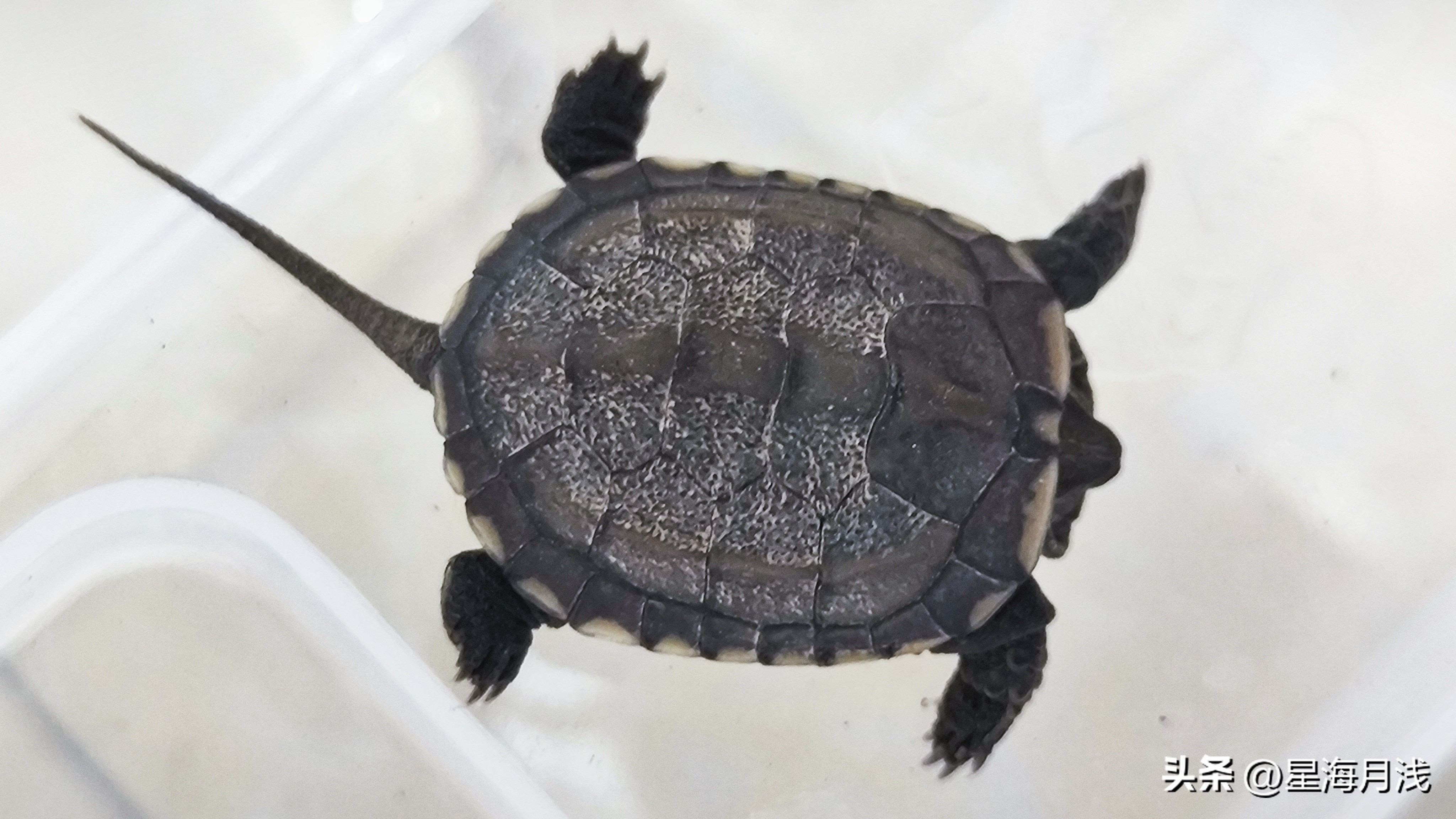 新手养龟怎么养才能不乱跑,怎么训练龟龟胆小