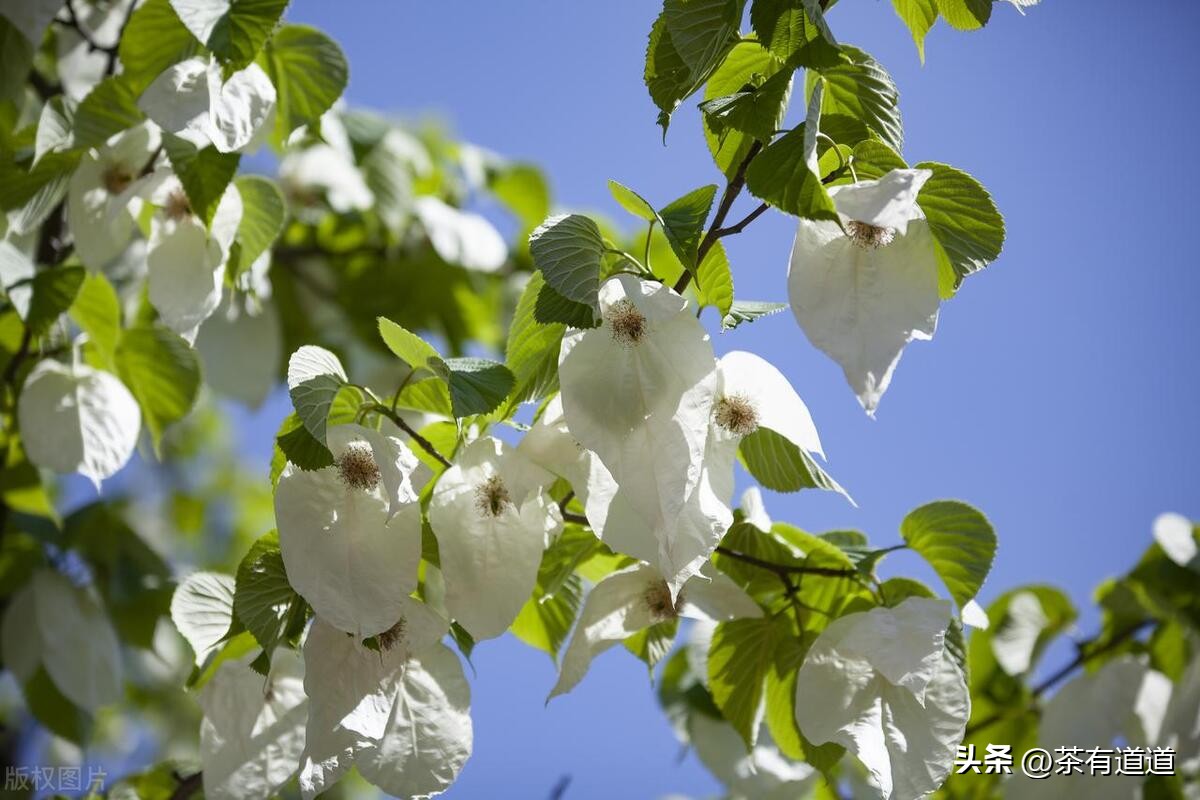 川藏南线茶马古道,四川荥经茶马古道路线图