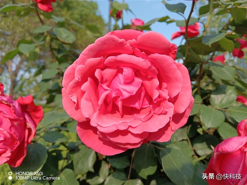 荣耀x50i拍照测评,荣耀x50i5g一亿像素超清影像