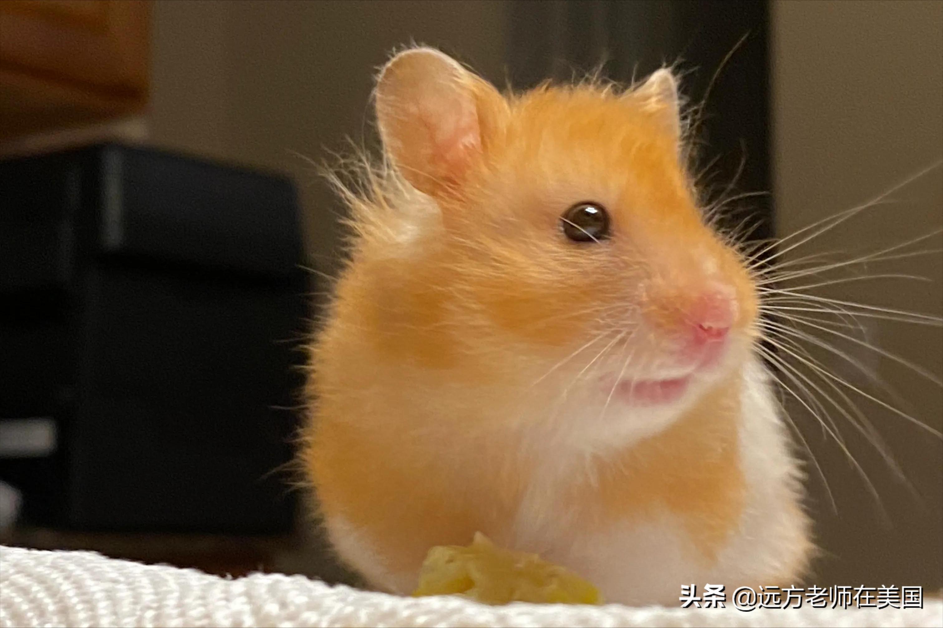 家里养只宠物对孩子有什么好处,家里养宠物对宝宝有什么好处