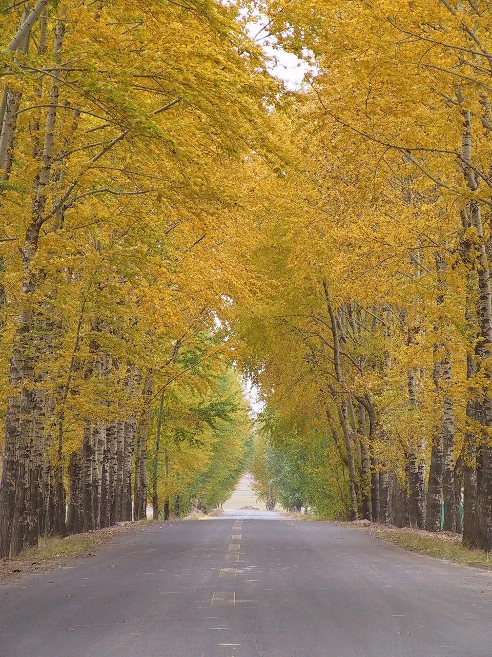 桉树与白杨树谁长得快,白杨树和桉树