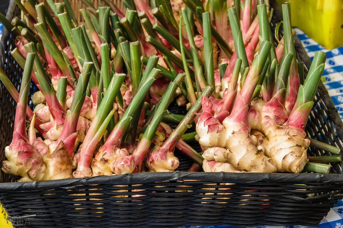 姜是怎么种的姜的种植方法详解,北方种姜与南方种姜