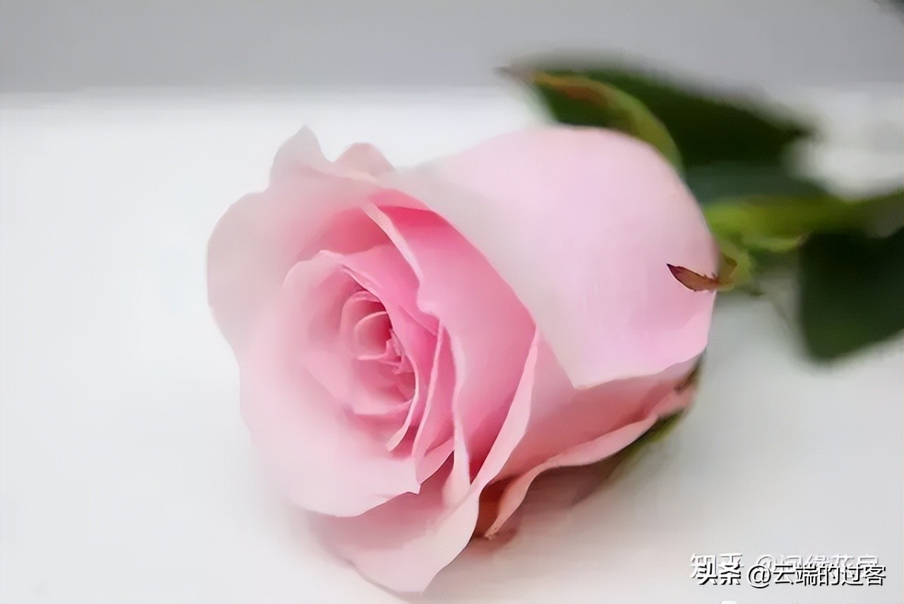 1到99朵玫瑰的含义图片,1到99朵玫瑰花语是什么