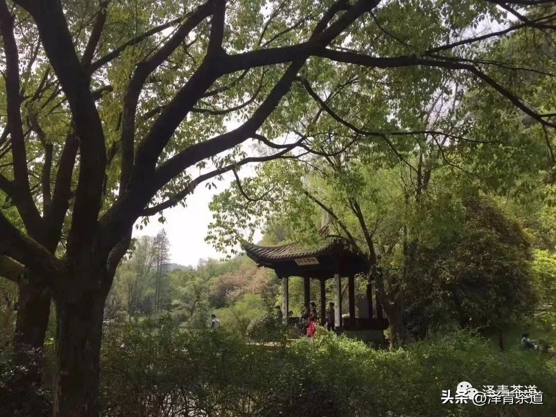 中国10大名茶品牌排名图片,2022年最具品牌价值的10大茶品牌