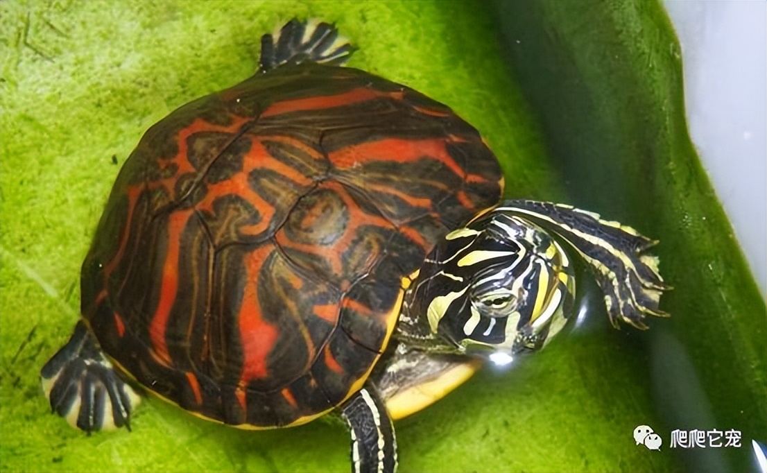 养龟新手最好养什么龟便宜,龟类宠物最好养的是什么龟