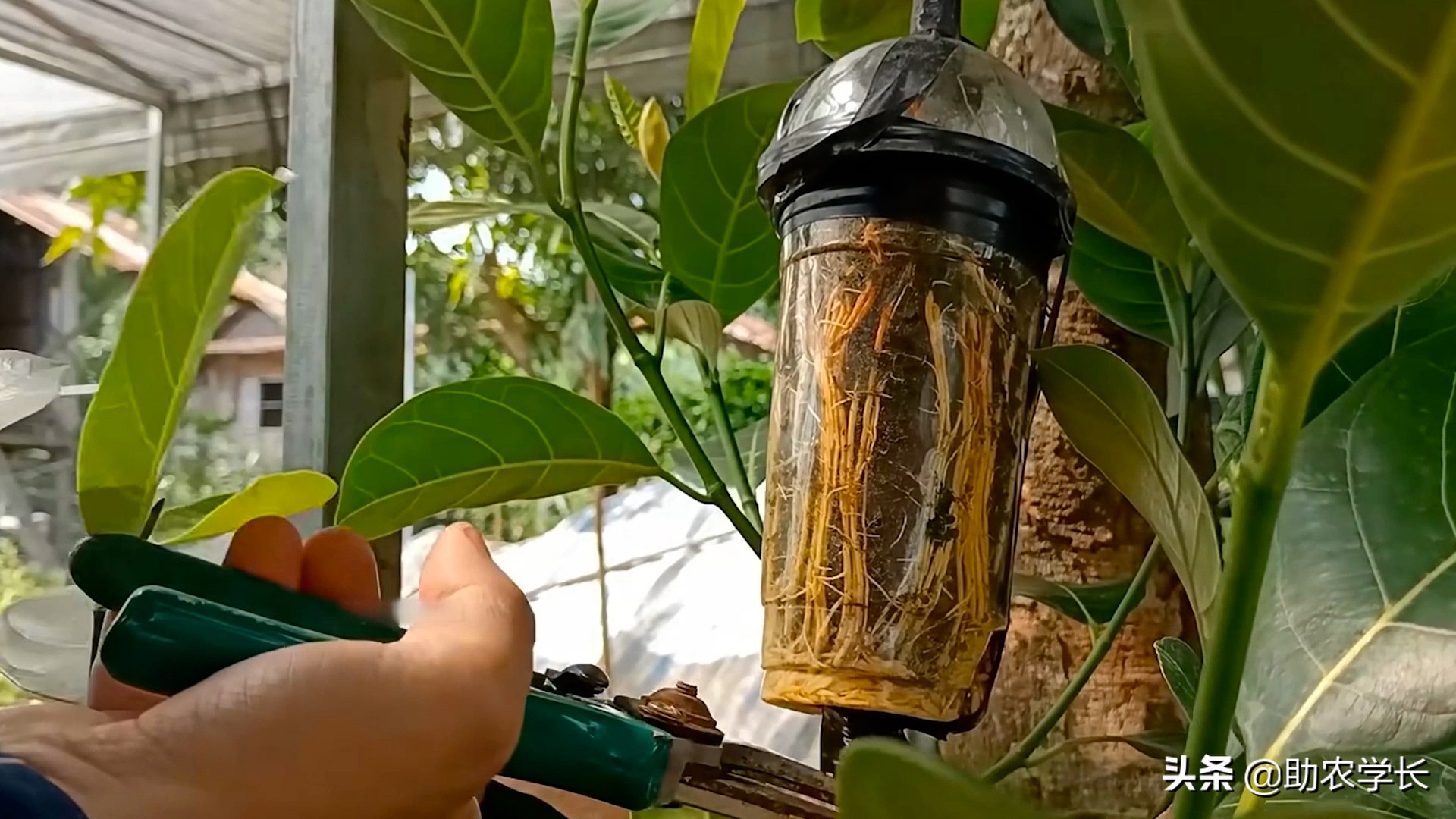 无土栽培菠萝蜜种,菠萝蜜枝条生根种植法