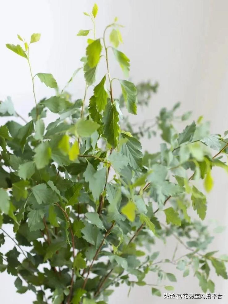 9月份红色好看的花材,颜值高的花束合集