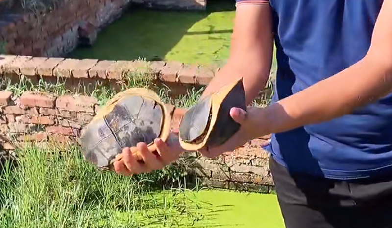 黄缘龟三年90克能分辨出公母吗,三年左右黄缘龟公母怎么区分