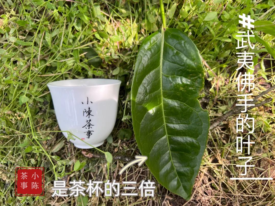 邂逅佛手茶园之后，开始遥想雪梨汤，轻盈若纱，又清新甘甜