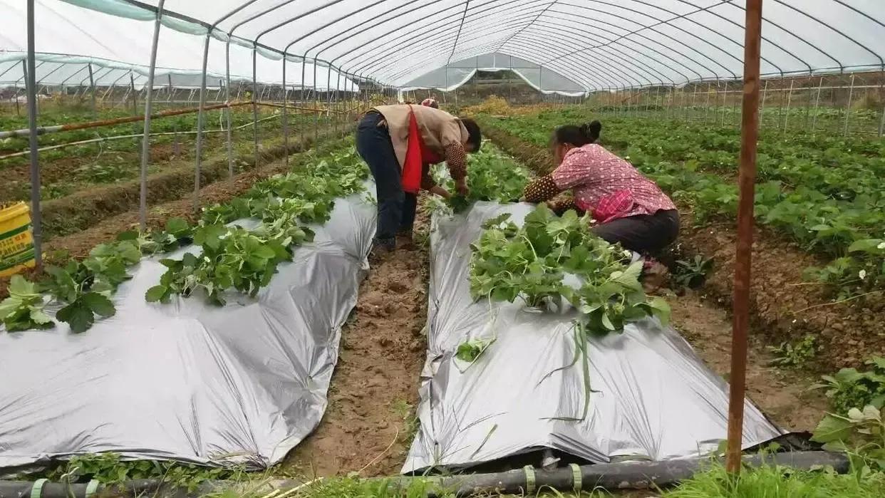 菜地里的蜗牛怎么消灭,菜地消灭鼻涕虫的最佳方法
