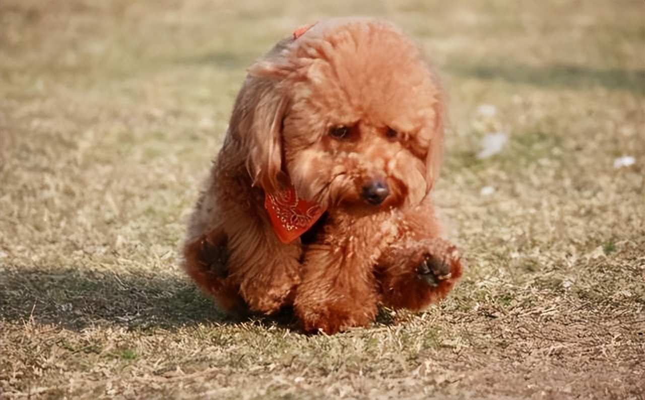 泰迪肚子里有虫子有什么症状,泰迪狗身上的虫子是什么虫